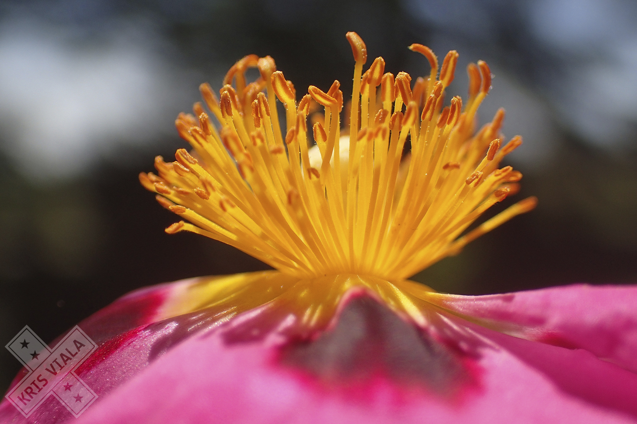 Nature. © Kris Viala